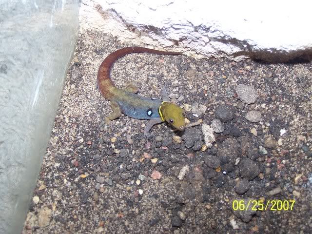 maleocellatus.jpg