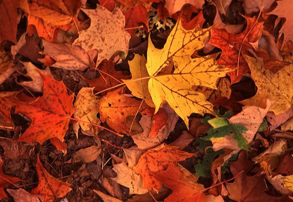 fall leaves Pictures, Images and Photos
