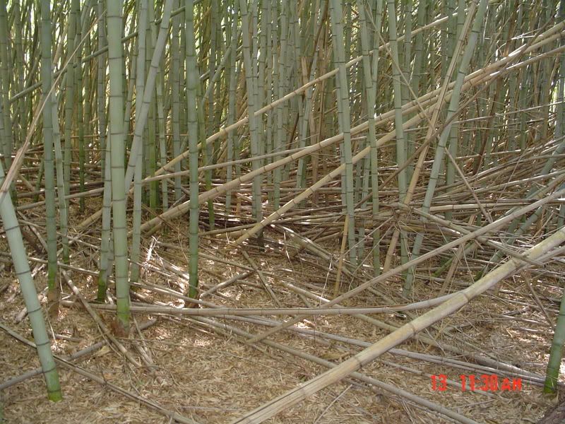 What can be done with old, dead Bamboo? bambooweb.info