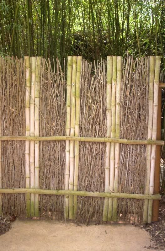 Bamboo at Nashville Zoo - TN USA - Bamboo Forums