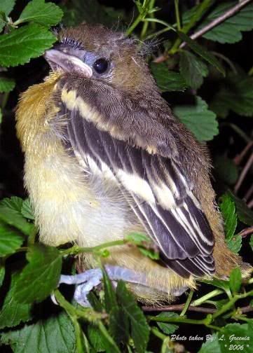 BabyOriole.jpg