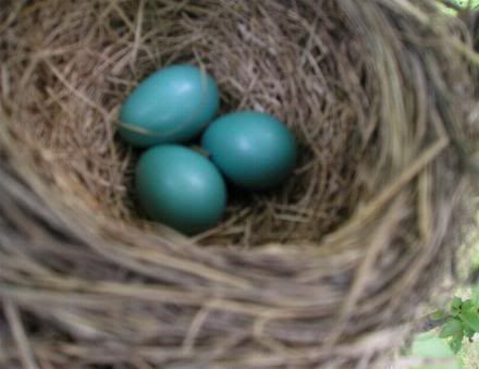 BabyRobins01.jpg