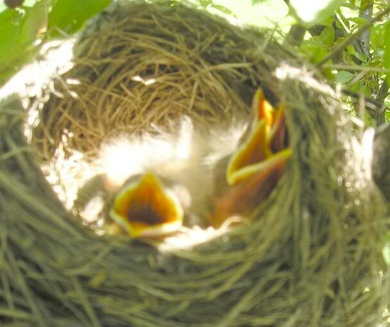 BabyRobins1.jpg