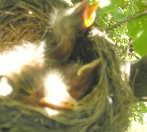 BabyRobins2.jpg