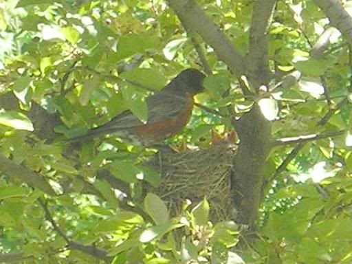 BabyRobins6.jpg