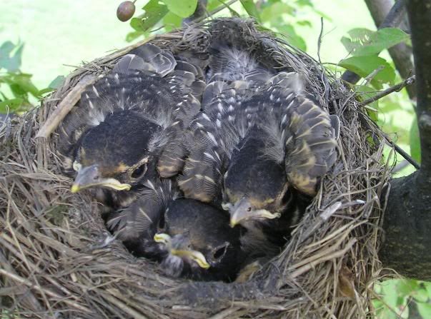 BabyRobins9.jpg