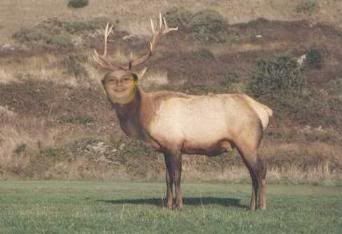 DakotaElk.jpg