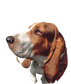 dognose.gif