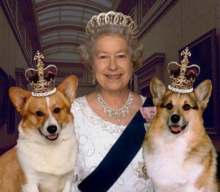 royal puppies
