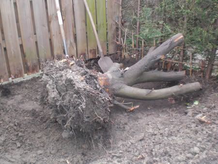 tuinonderhoud3.jpg