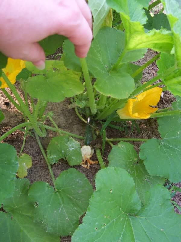 The first zuccini on its way