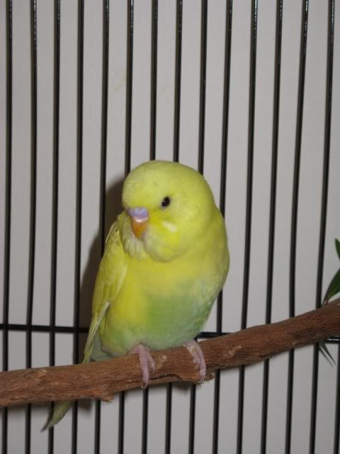 2009_06_Newbabybudgie001.jpg