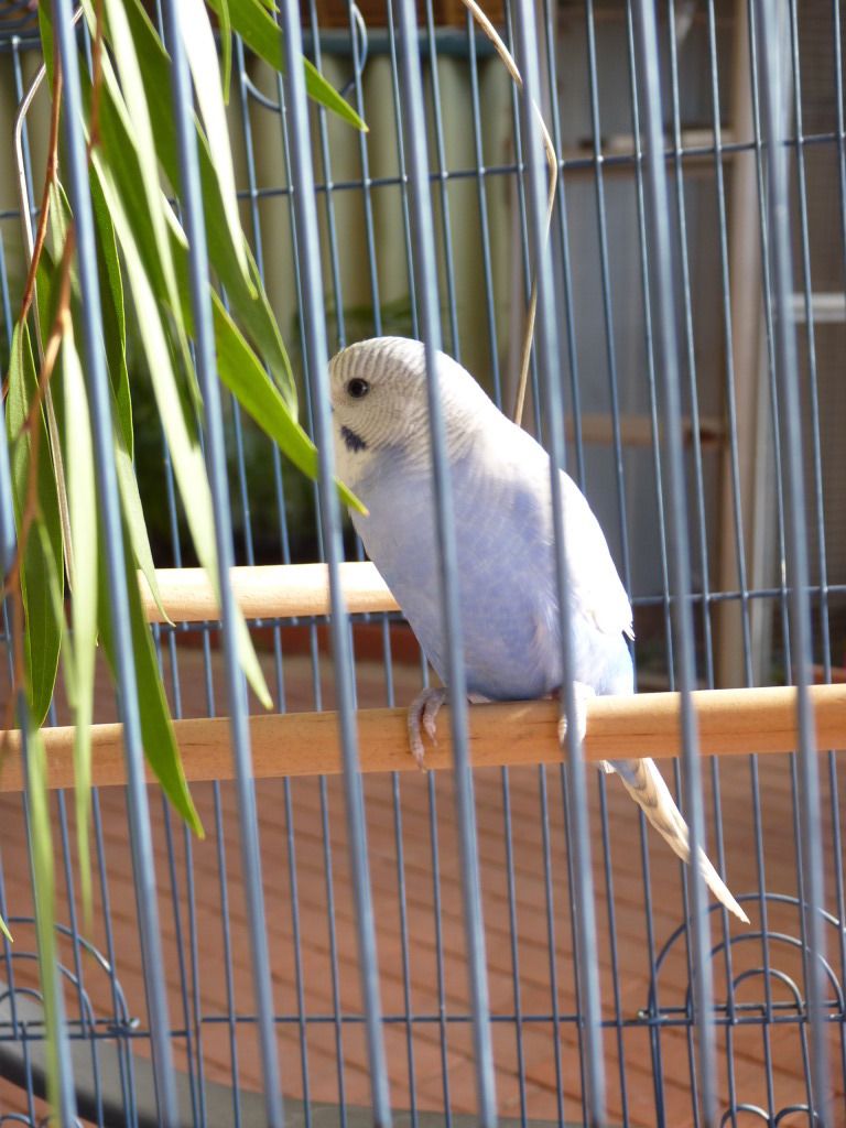 P1010977.jpg?t=1342943785