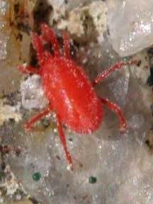 red_mite_david.jpg