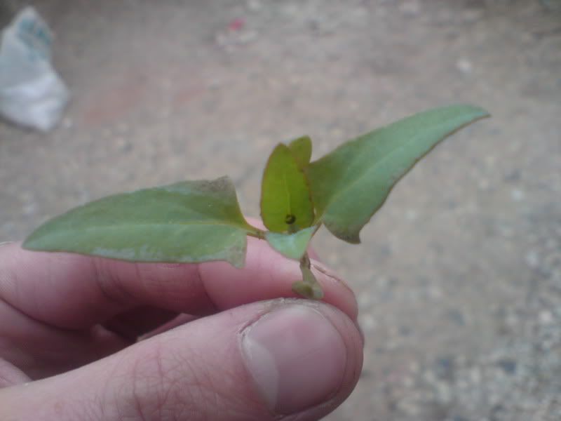 DSC00503.jpg?t=1274291763