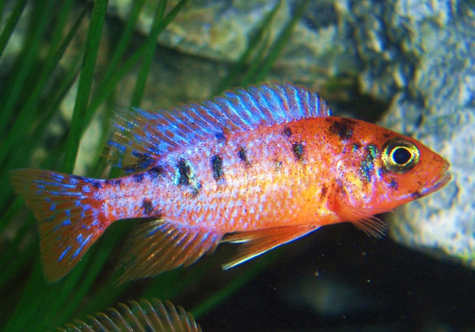 CichlidForum • Spots on OB Peacock