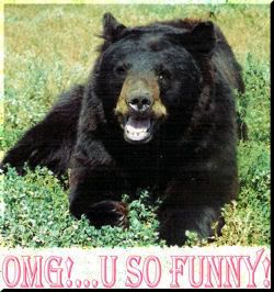 FUNNYBEAR.jpg