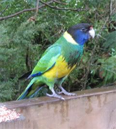 Australian ringneck