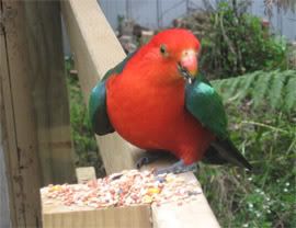 King parrot