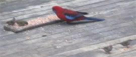 Crimson rosella and red-browed finches