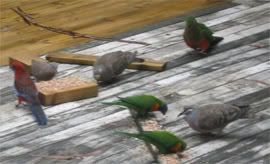 Rosella, King parrot, Lorikeets, Bronzewing