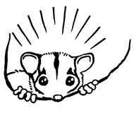 Leadbeater's Possum by Ian T