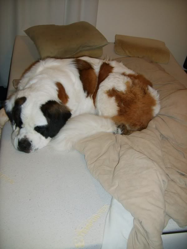 What do you mean Tempurpedic doesnt make dog beds? Puppy Forum and