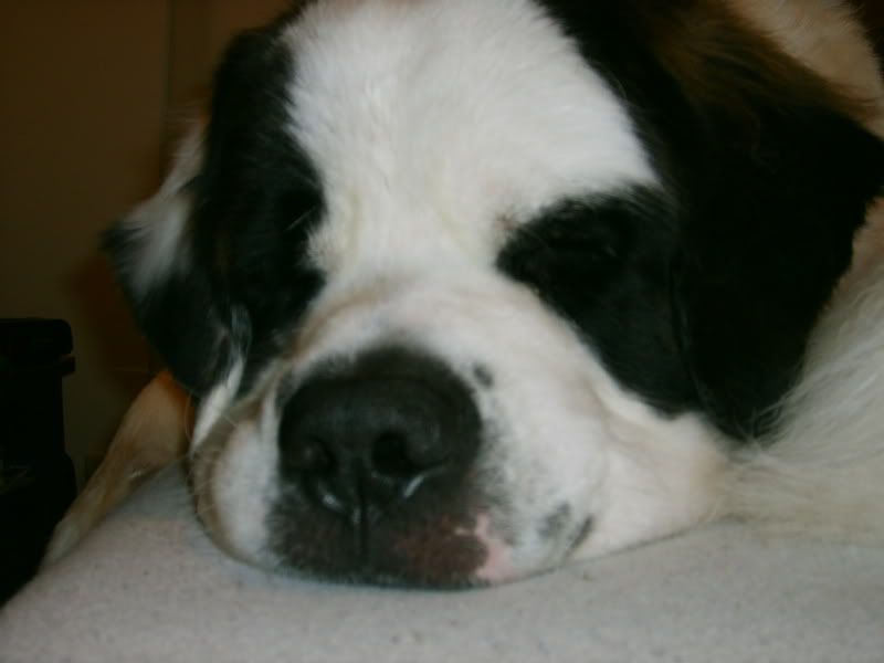 What do you mean Tempurpedic doesnt make dog beds? Puppy Forum and