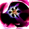 flower5.png