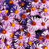 flowers1.png