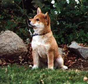 shiba inu Pictures, Images and Photos