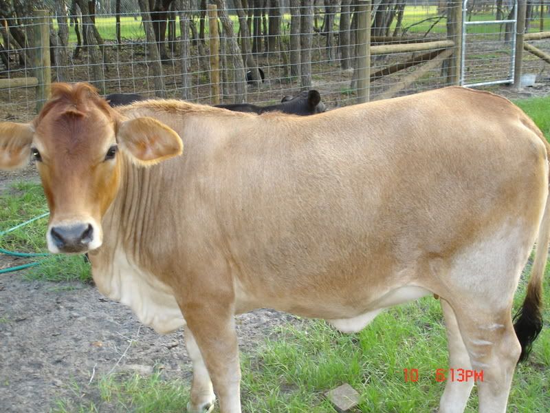 We have a mucus plug! - Cattle