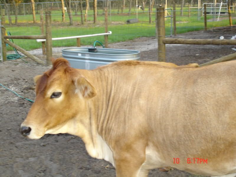 We have a mucus plug! - Cattle