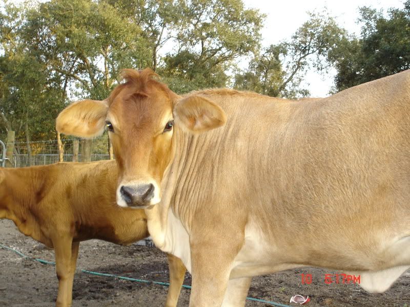 We have a mucus plug! - Cattle