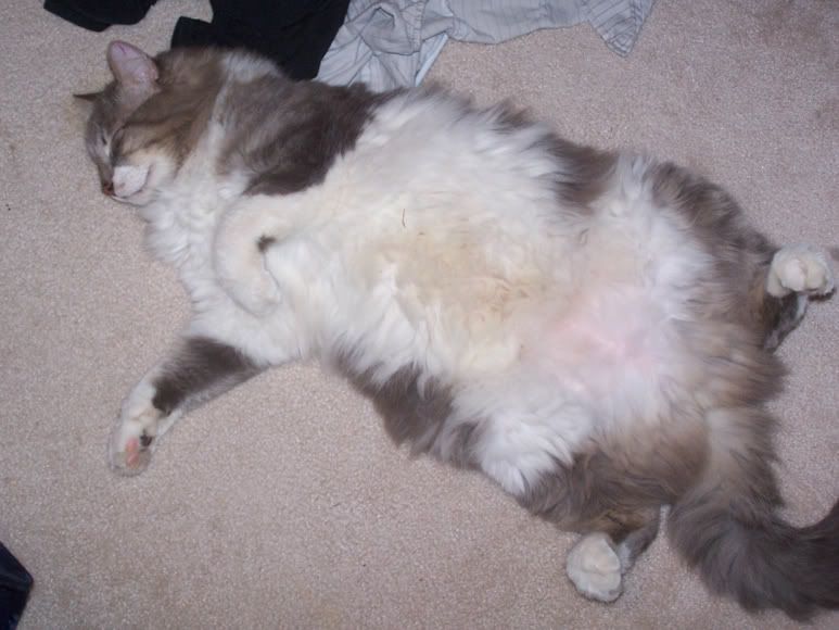 ….My fat cat sleeping on my floor. June 1, 2008. Categories: Everyday Life .