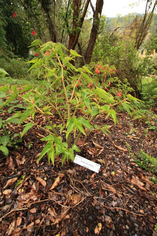 Begonia Evansii