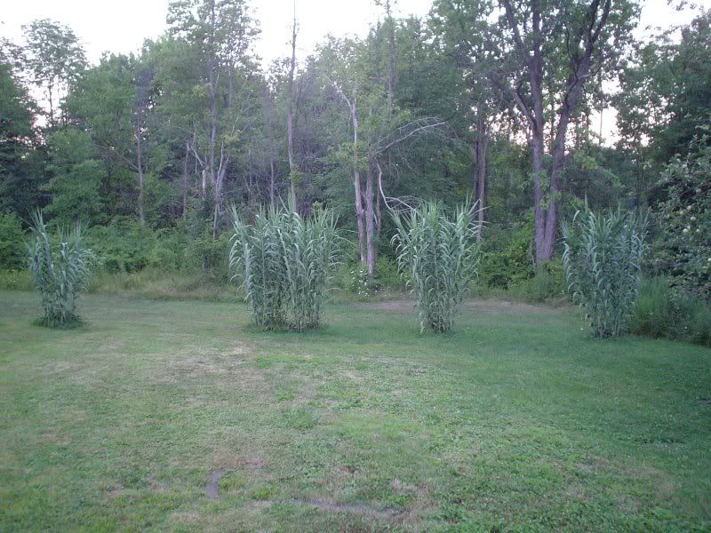 Image hosted by Photobucket.com