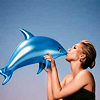 Hayden- Dolphin
