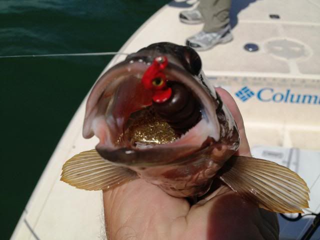 Hungry grouper eating a CAL photo 014_zpsa8997590.jpg