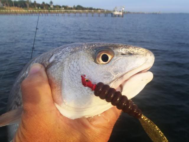 Redfish on a CAL photo PB120069_zps8f6c04da.jpg