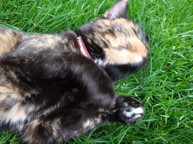DSC01342.jpg