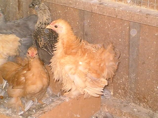 Frizzled Buff Bantam Cochins Backyard Chickens Learn How To Raise Chickens 