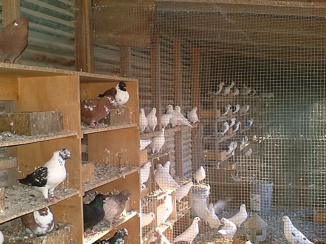 Pigeon Lofts