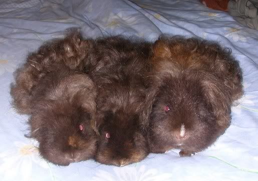 Guinea pig babies long haired Images