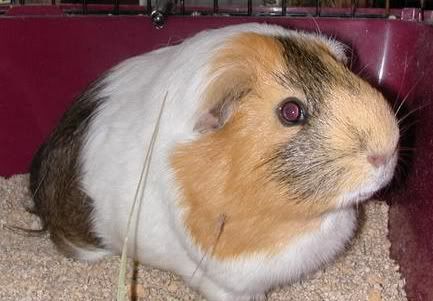 American Short Hair Guinea Pig. Are Guinea Pigs right for you?