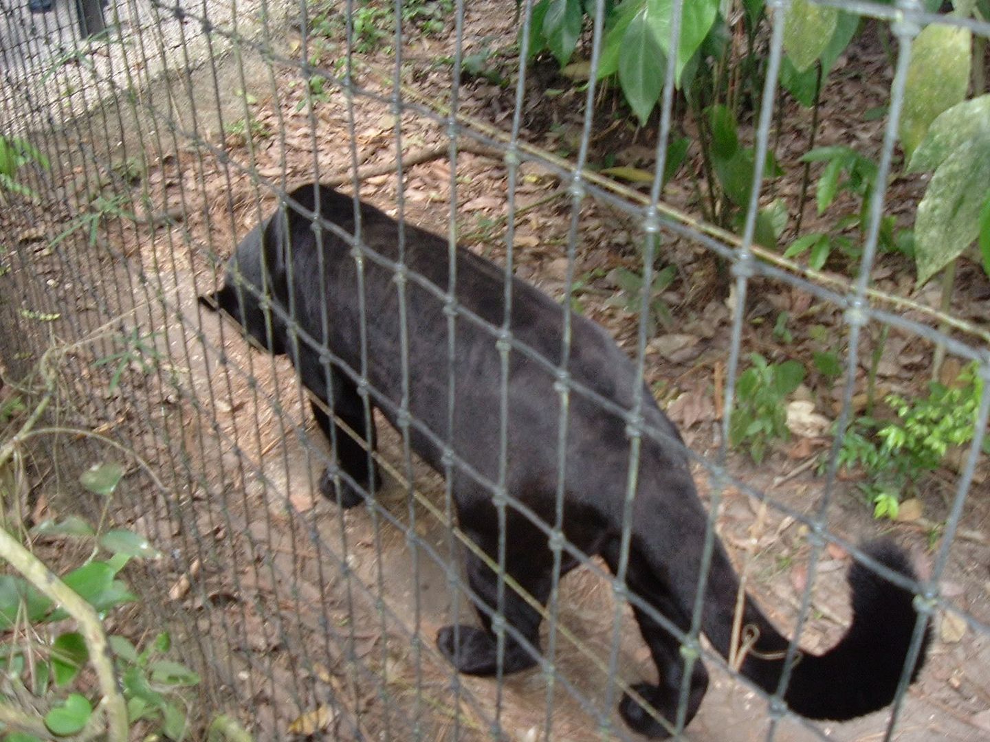 The Animals of Belize part 1 the Zoo of Belize « Alice Audrey