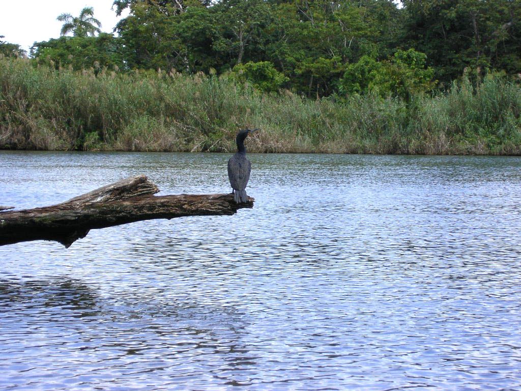 Amish In Belize