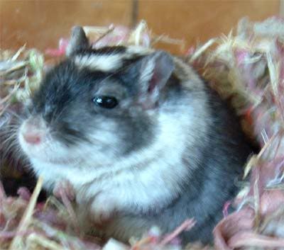 gerbils