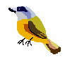 Grey-HeadedTanager.png