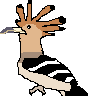 Hoopoe.png